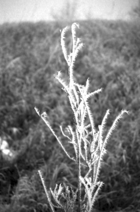 Frosted_Shrub