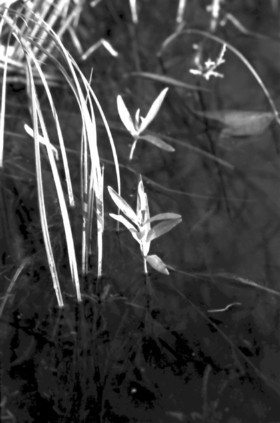 Watergrass